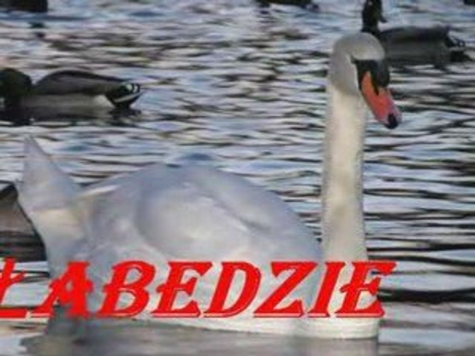 Łabędzie