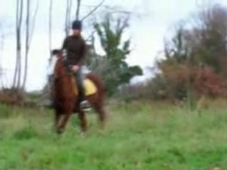 poulain au trot 1