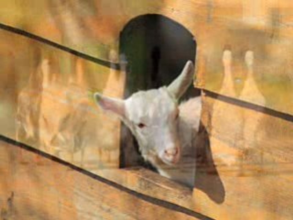Cute Farmed Animals