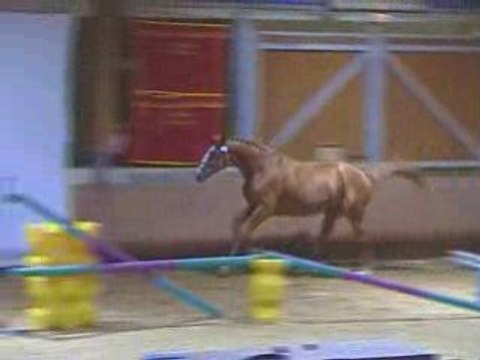 Pyrénées atlantiques Anglo-arabe