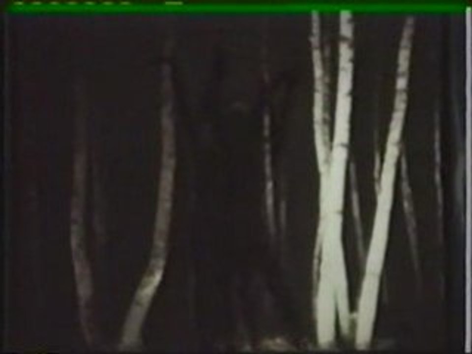 Black Spaces Between White BIrch Trees