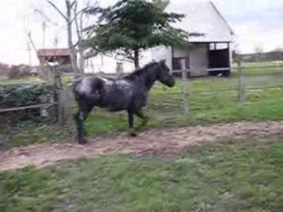 réglisse