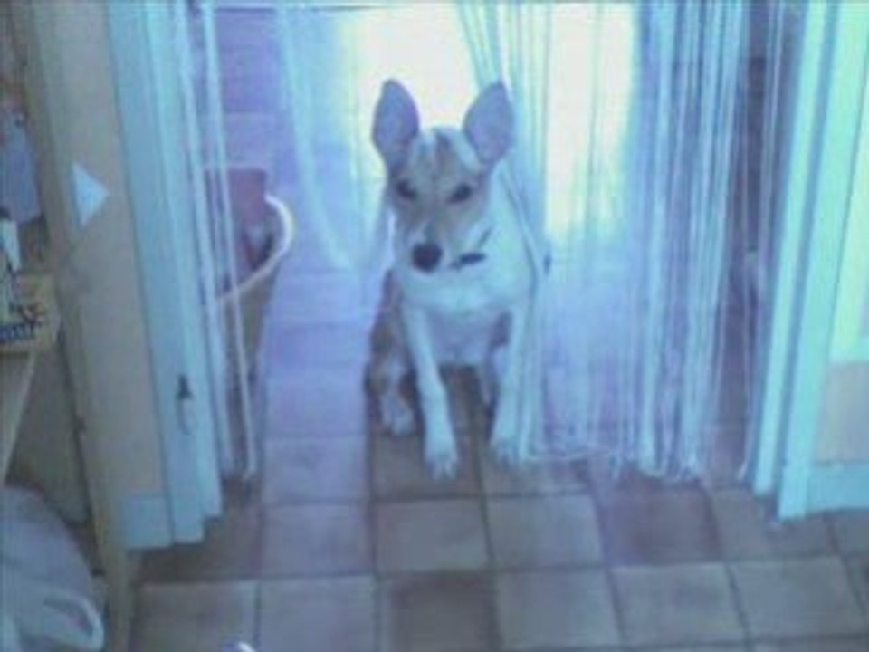 MeS aMiS lEs AnImAuX