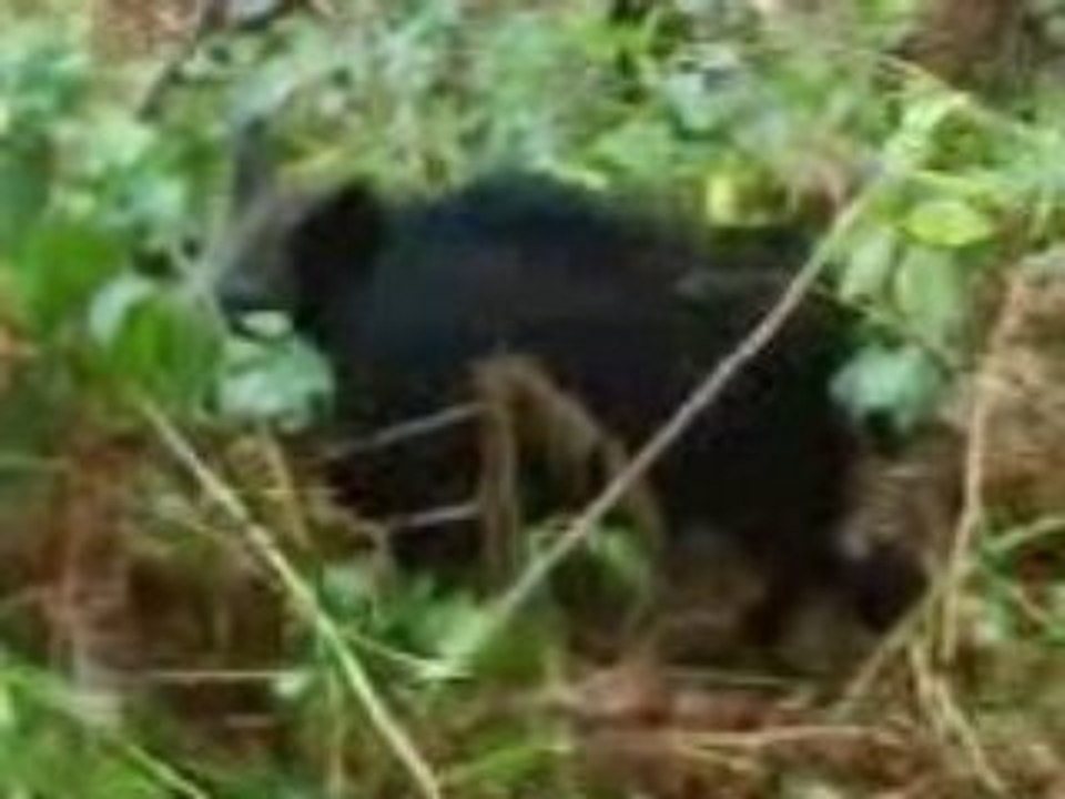 jeune chienne  sur sanglier 1