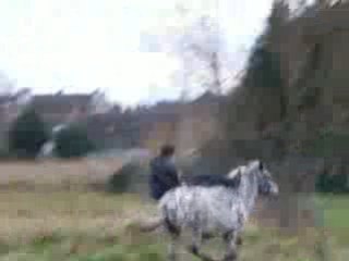 chute poney a cru dans champ