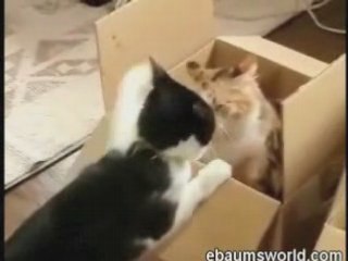 Cat's Duke It Out