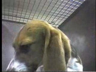 Duplicate Drugs Tests on Beagles