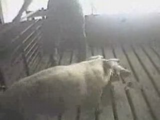 Undercover Footage From Pig Factory Farm