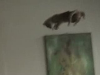 Flying Cat (Kitty Superfly Snuka)