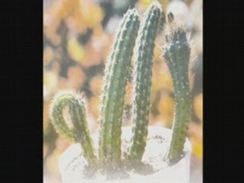 SHAYCK ABDERRAHMANE AS-SOUDAIS SOURATE (AS-SAJDA)