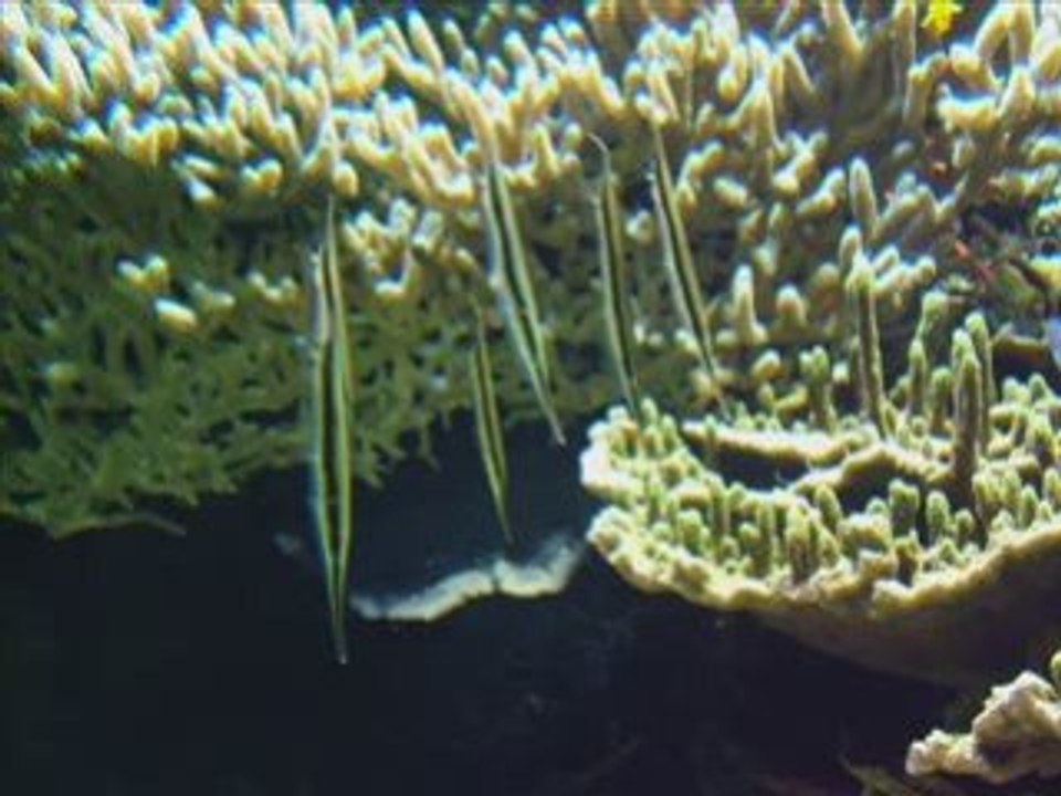 VIDEO NAUSSICA