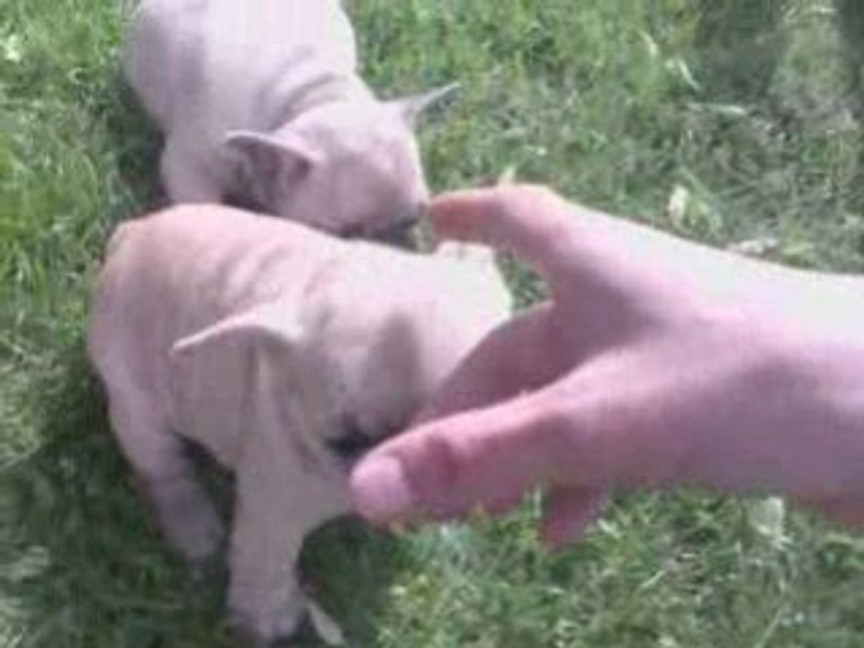 Vidéo002