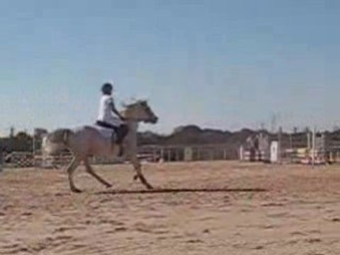 Cso muret douchka pur sang arabe