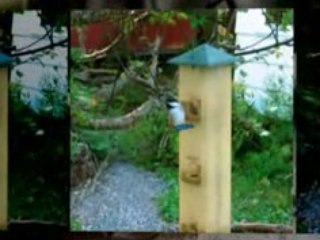 Birds at the Garden Bird Feeder