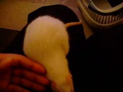 Ratons NOUT x ZAIRE - 5semaines - rencontre sur mon lit