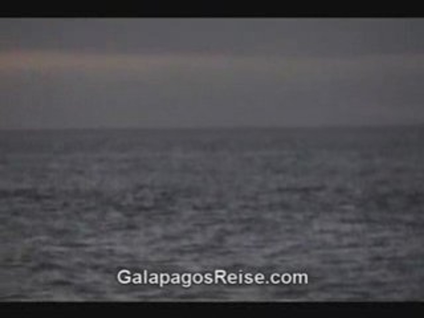 ⁣Galapagos Cruise Video -Dolphins