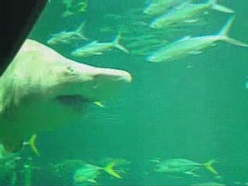 NAUSSICA VIDEO