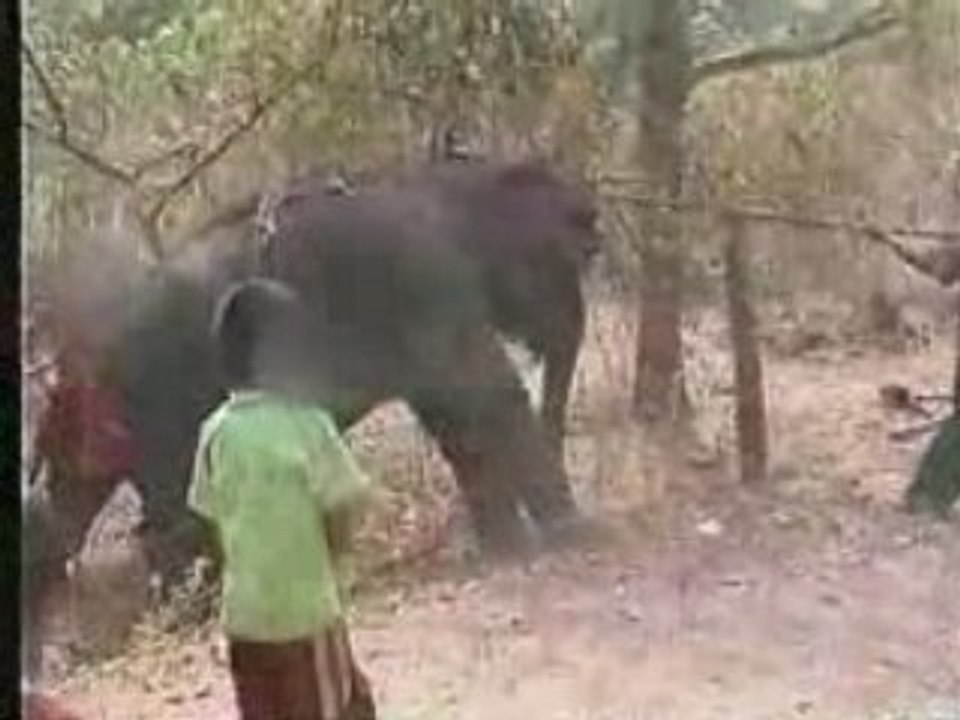 Thai elephants