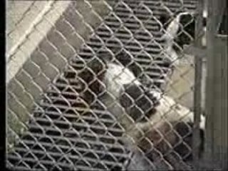 Undercover Investigation at Wright State University