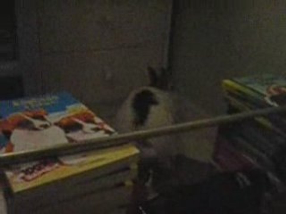 Saut d'obstacle d'un lapin