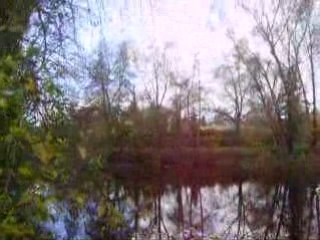 Charly et ses amis les canards :)