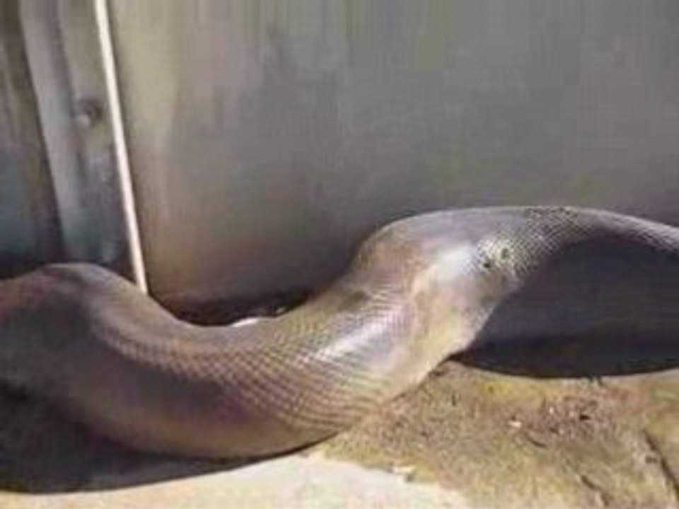 Python