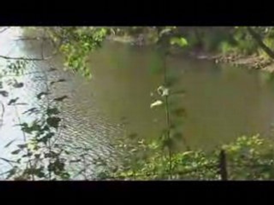 GAMBARIE - LE NINFEE