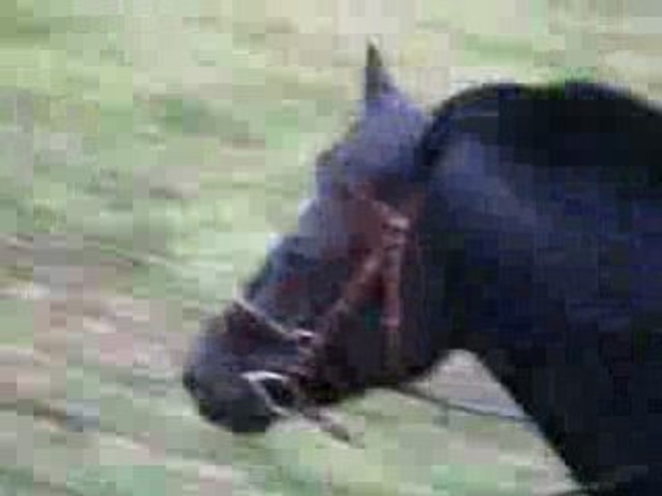 Video (2)