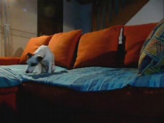 Daika donne la "papatte" !!