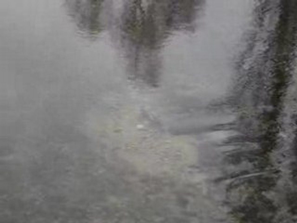 Fraie Truite Novembre 2008 ( Til-Châtel)