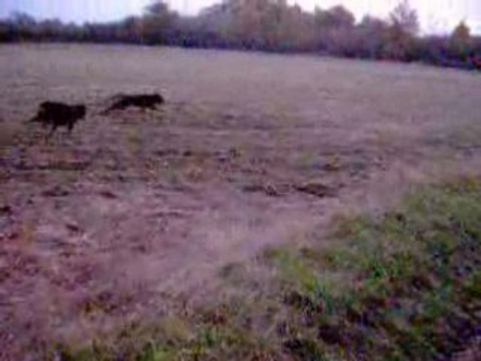 Mes louloutes qui jouent