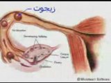 الاعجاز العلمي في القرآن الكريم ( النطفة و تحديد الجنس )