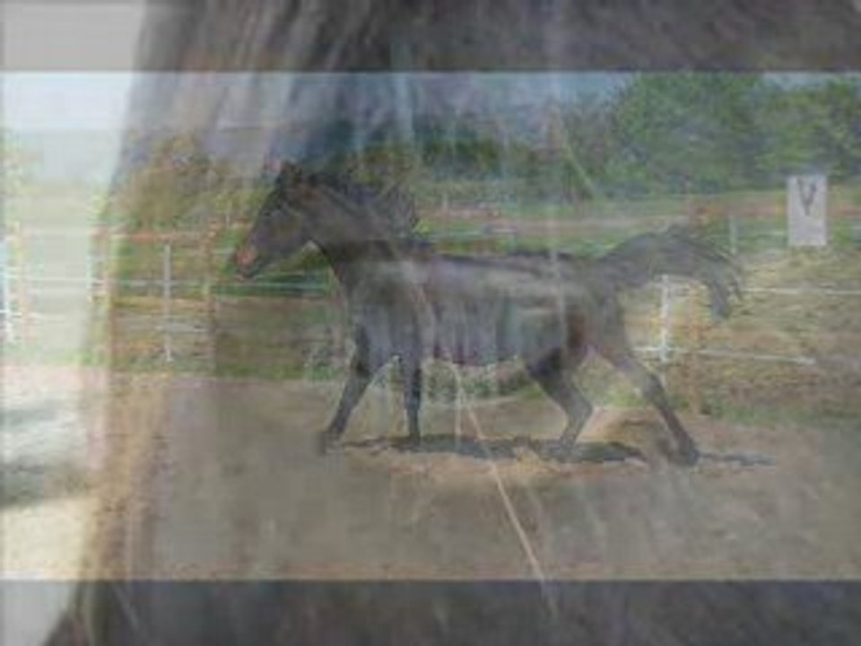 Ma vie , mon amoure , mon coeur