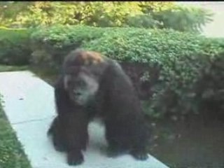 Incredibly Realistic Gorilla Suit Tryouts