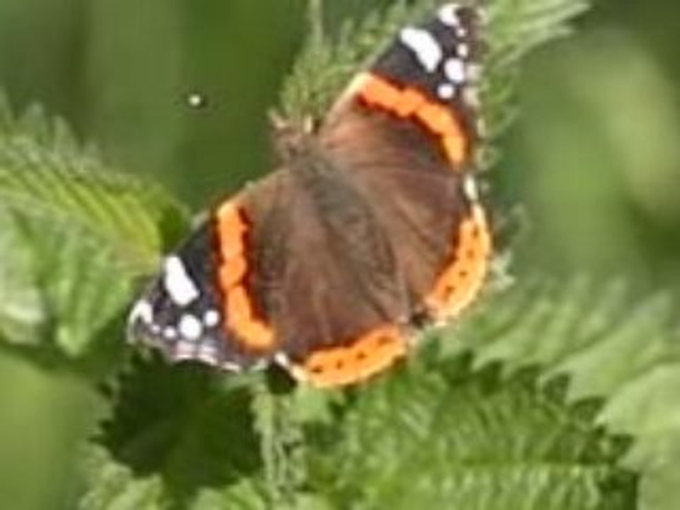 Le décollage du papillon #1