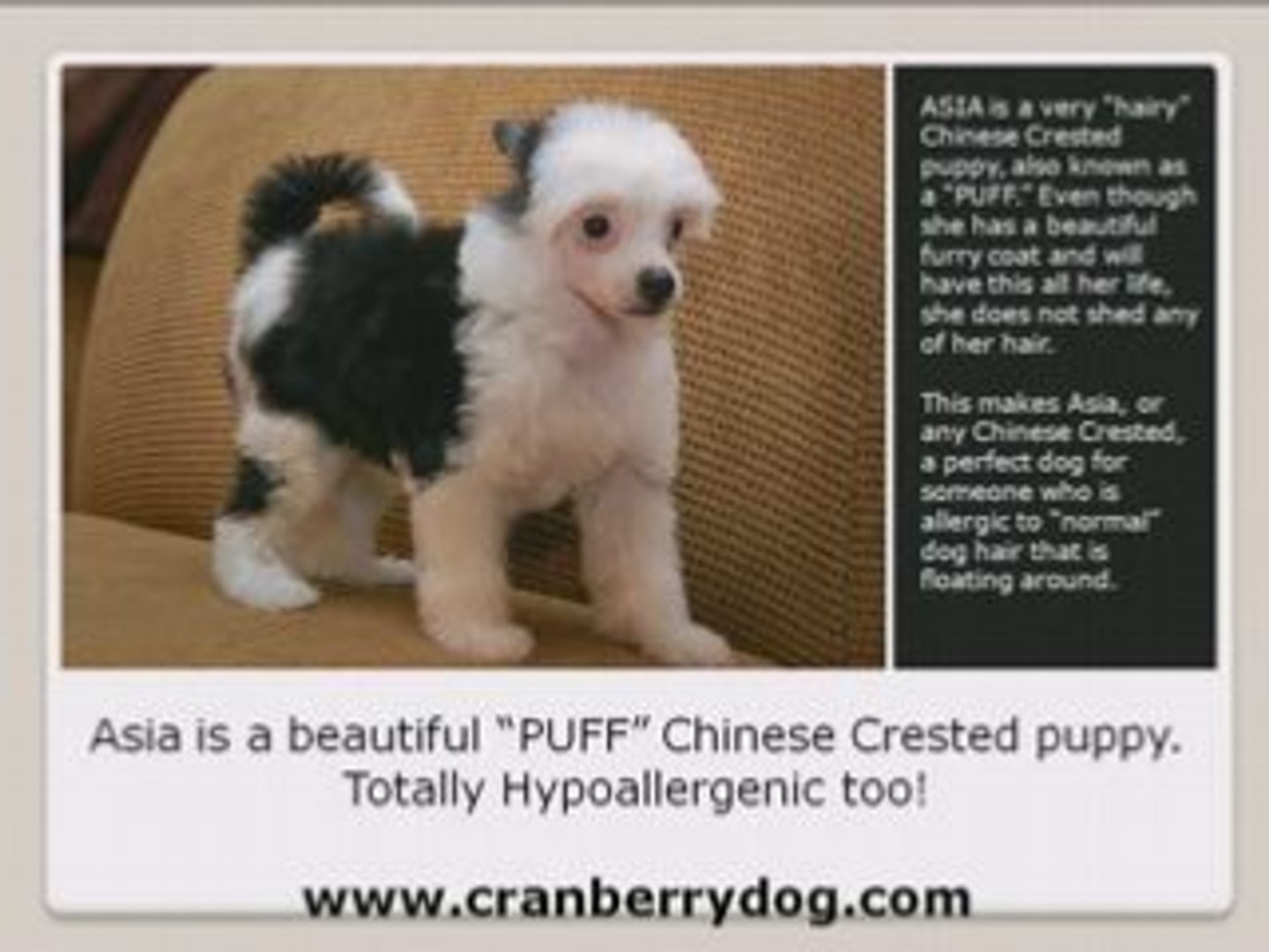 Chinese Crested Hairless Puff Dogs That Are Allergy Free Video Dailymotion