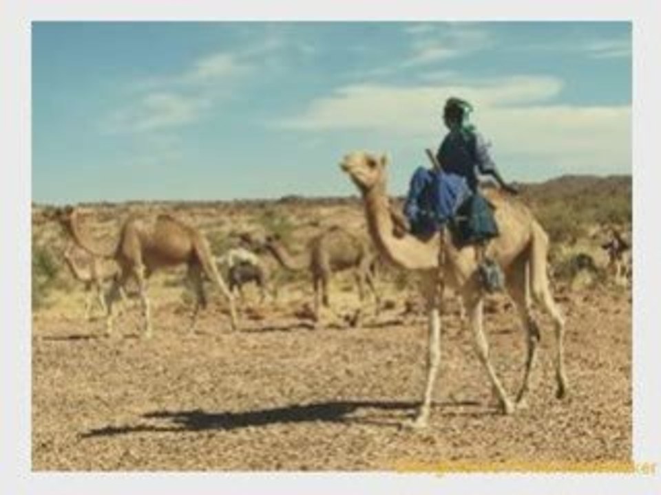 Photos animaux Afrique
