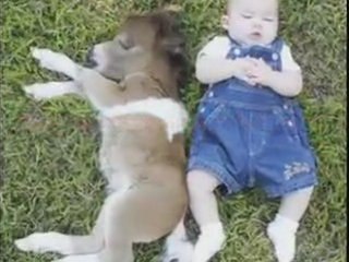 Chevaux guerre 14-18