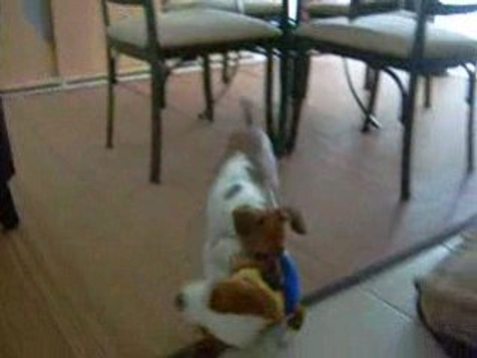jack russel