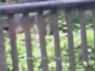 Singapore Zoo: The REAL DEADLY White Tiger Attack Video
