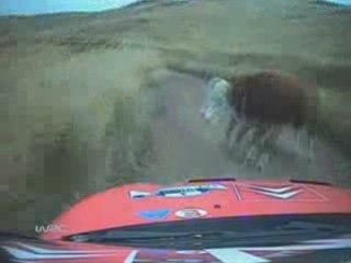 Sebastien Loeb 2005 WRC Argentina evite une vache