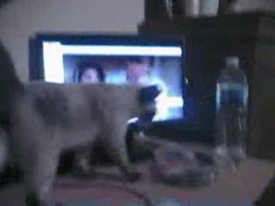 Diablo fais des calins