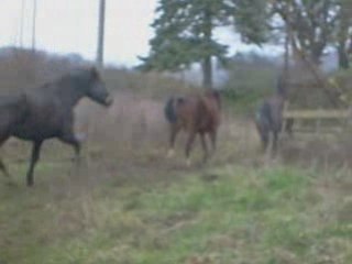 Chevaux fous