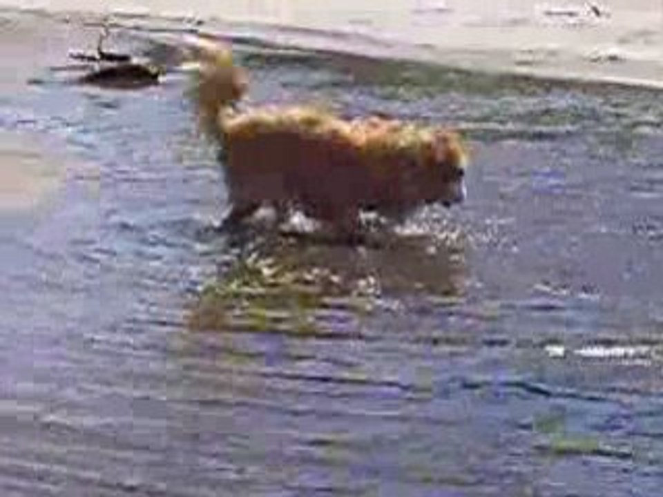 Balou à la plage