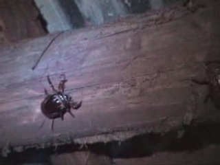 20080930 - Carbet à 20min de pirogue de Saut Athanase