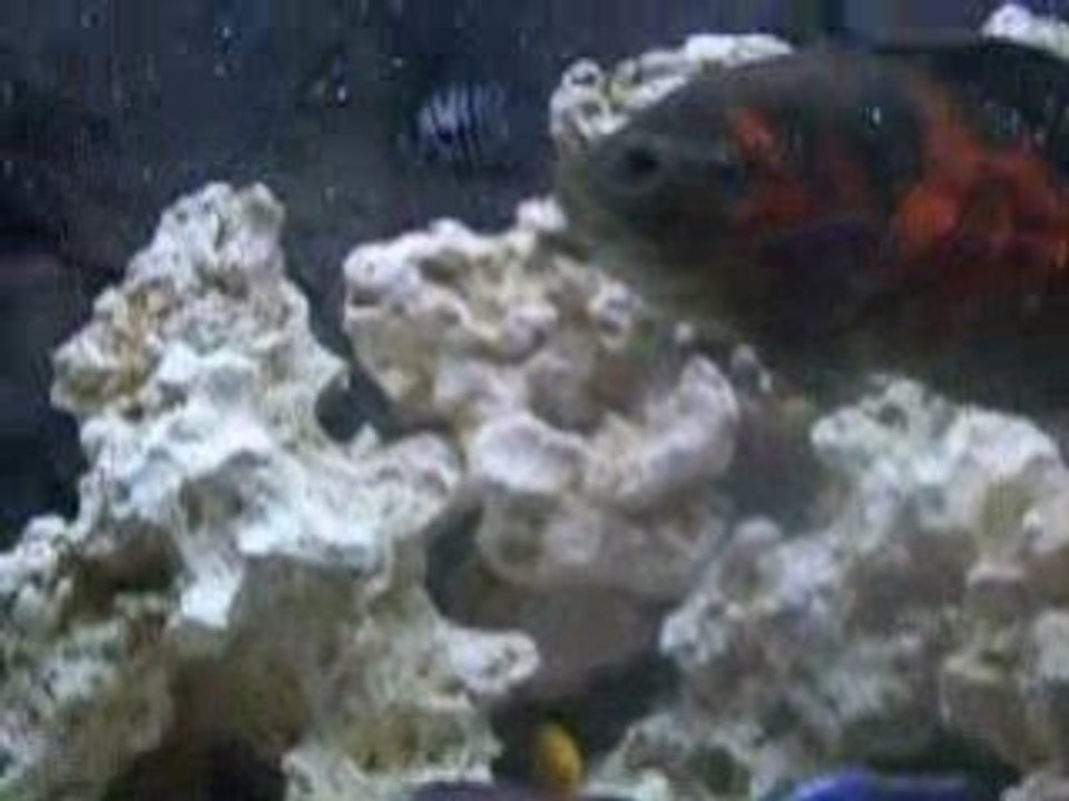 cichlids