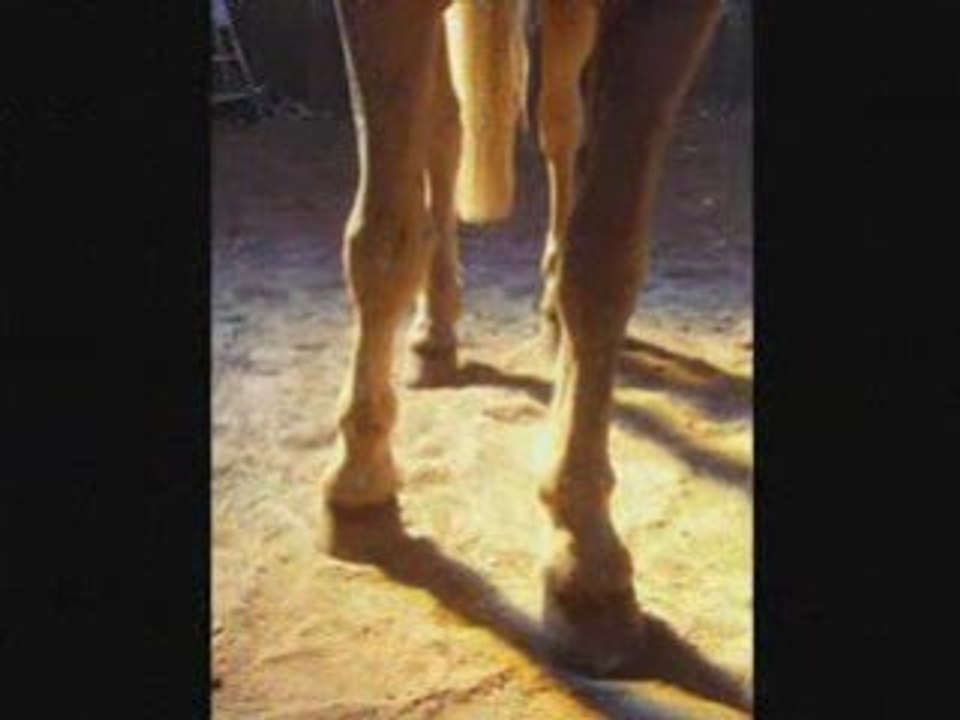 Jythan mon petit poney