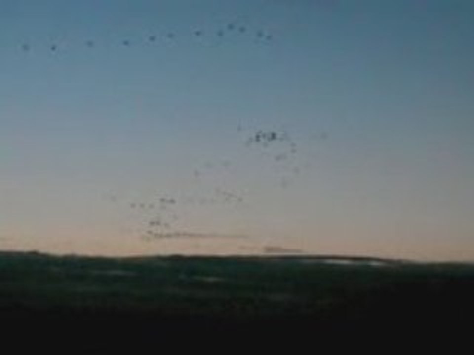 Grues cendrees Montier en Der