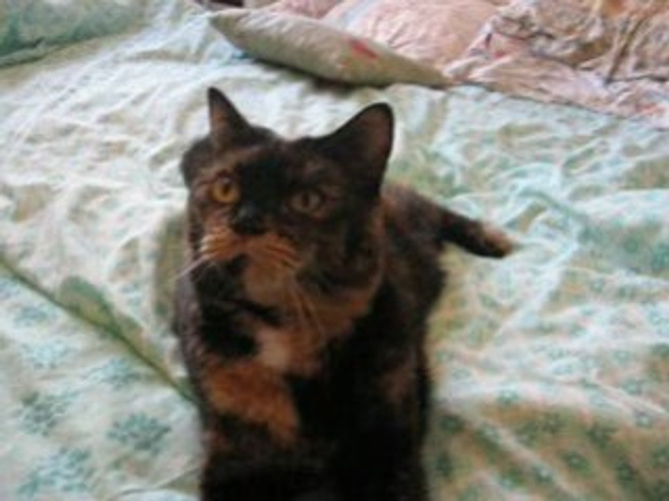 Croque-Pommes 3ème vidéo