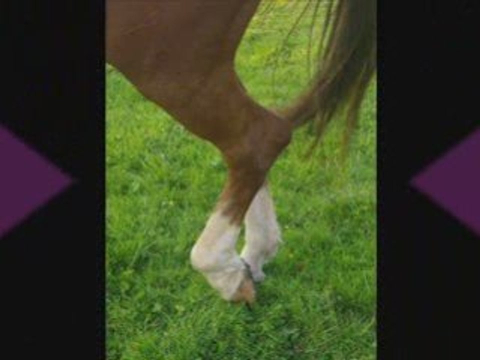 Mort d'un cheval d'exception :'(